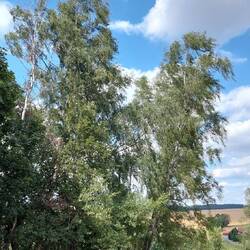 Schattenplätze sind begehrt!