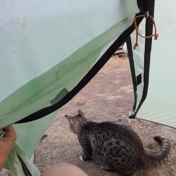 Besuch von Neo, der camping katze
