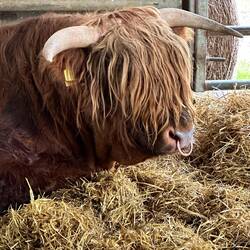 En Highlandle-cattle-tjur, lugn och snäll.