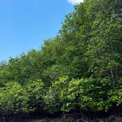 Kilim Geoforest Park