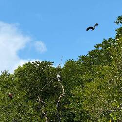 Weissbauchseeadler & rotrückiger Seeadler