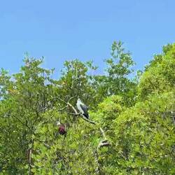 Weissbauchseeadler & rotrückiger Seeadler