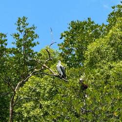 Weissbauchseeadler & rotrückiger Seeadler