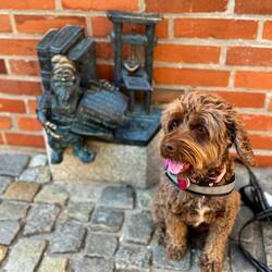 Daisy with Bookstore Dwarf