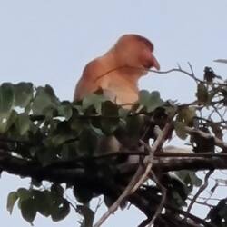 Ich glaube das ist der Coco