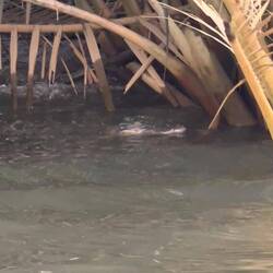 Kaymankopf (ich denke der Rest ist unter der Wasseroberfläche)