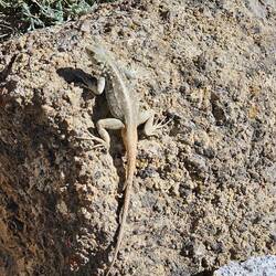 viele schöne, große Gekos