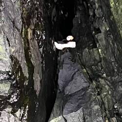 Papageientaucher wollten nicht aufs Bild