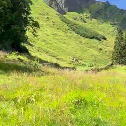 Auf den Weg zur "Alpe Gund"