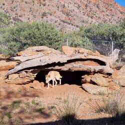 Dingo - Australischer Wildhund