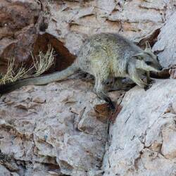 Short-eared Rock Walaby