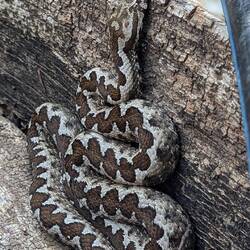 Guardian of the water spout