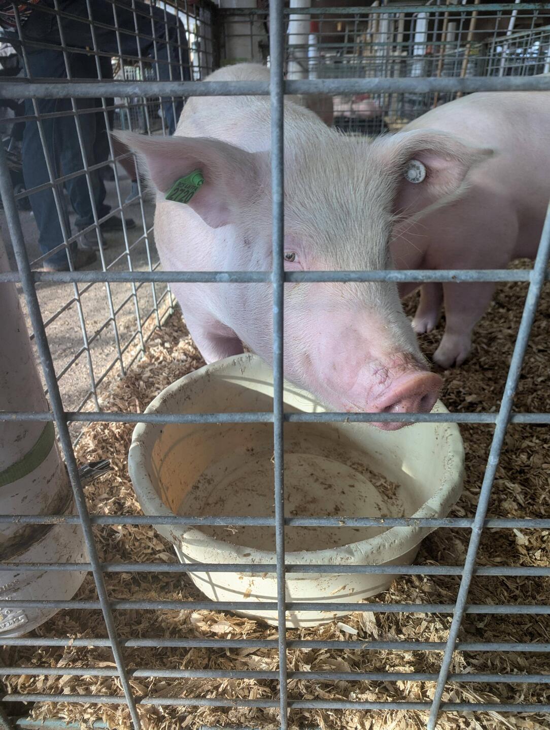 Rockingham County Fair - pig to be auctioned off