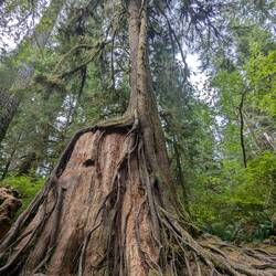 Tree roots using the trunk of another tree