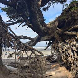 Tree of life, roots growing to the sides