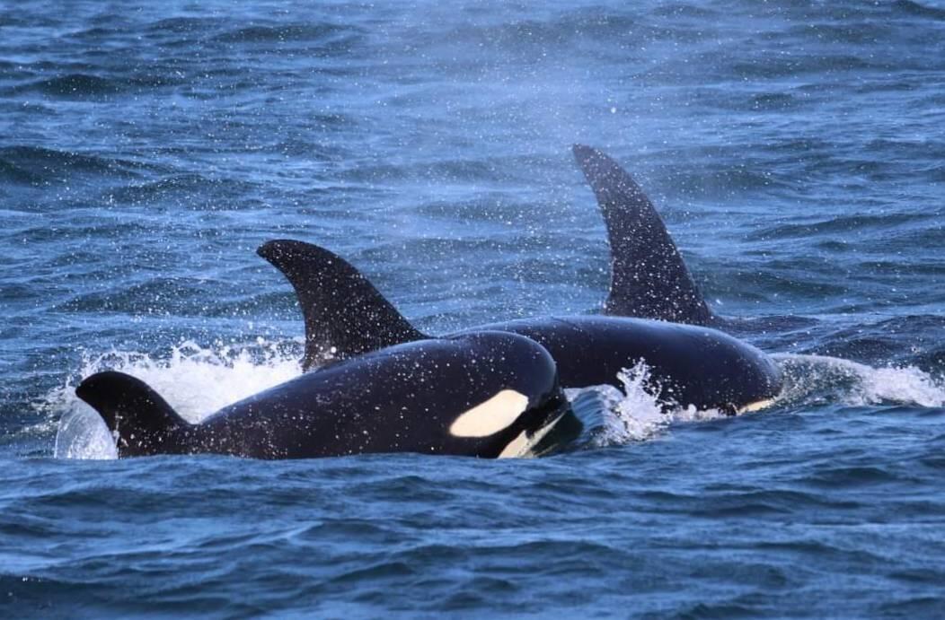 Orka family, photo credits Kyla