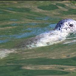 Harbourseal pup, photo credits Kyla