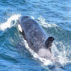 Orka emerging from under our boat