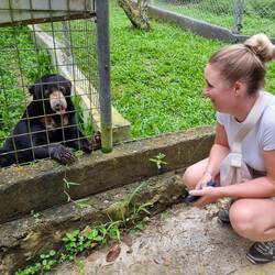 Sonnenbär (links) nicht zu verwechseln mit dem Mondbär (rechts)