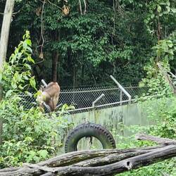 Makaken klauen den Bären das Essen, was für Lauser