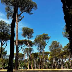 Loved these trees in the Villa Borghese Gardens.