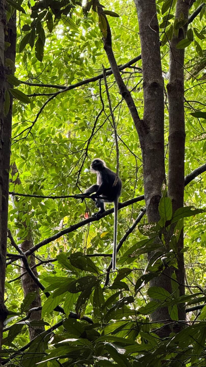 südlicher Brillenlangur
