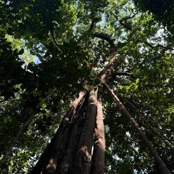 Seven Wells Eco-Forest Park