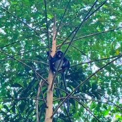 südlicher Brillenlangur