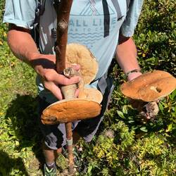 Die Pilze gibt's am Abend im Risotto