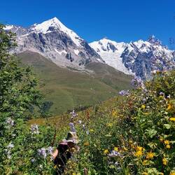 Bewuchs über Kopfhöhe & kein Weg. Der Tetnuldi 4800m im Hintergrund.