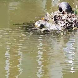 Babyenten mitten auf dem Kanal