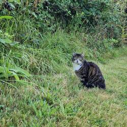 Keeping an ear out for mice but not feeling the need to catch them
