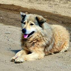 Kaffeepausen Wuffi. Ein Hübscher.