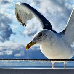 Blinder Passagier. Sie hat uns die ganze Zeit begleitet.
