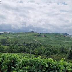 Weinberge auf dem Weg nach Asti