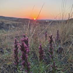Good Night, Badlands