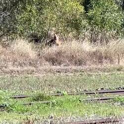 Kängurus am Stadtrand