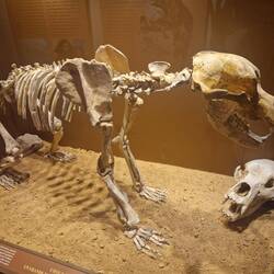 Bär im archäologischen Museum