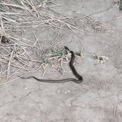 Minischlange in Klokot. 🐍