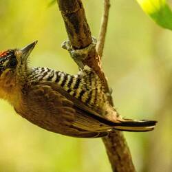Ochre Collared Piculet
