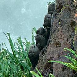 Great Dusky Swifts always nest around waterfalls