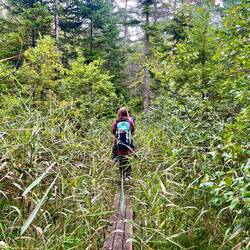 Am Wanderweg Karl-XII entdecken wir zu unserer Freude..