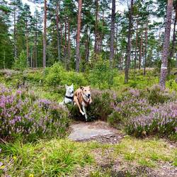 ..Besenheide zur Rennbahn von Paco und Johnny.