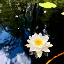 ..den Seerosen ganz nahe kommen kann und auch..