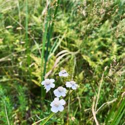 ..weitere Seen und etwas Sumpfschafgarbe.