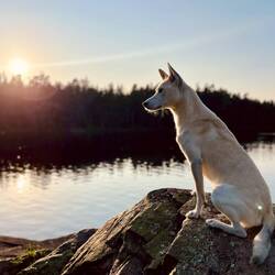..letzten Sonnenstrahlen des Abends einfangen.