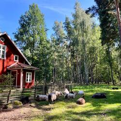 Daneben finden sich auch immer wieder mal Weiden mit Schafen und Ziegen - für jeden..