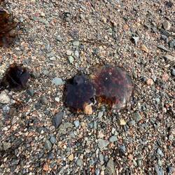 Jelly fish on the beach