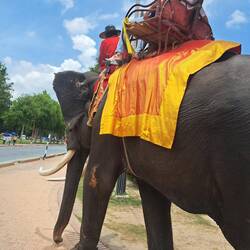 Die armen Elefanten mochten das mit dem Reiten bestimmt nicht, aber sie sind coole Tiere