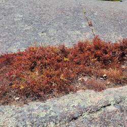 Very different blueberry bushes than a couple of weeks ago